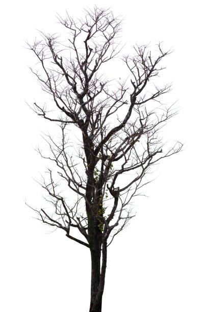 istock black tree silhouettes isolated on white background , silhouette of trees.Isolated dead tree on a white background 1335892158