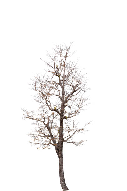 istock black tree silhouettes isolated on white background , silhouette of trees.Isolated dead tree on a white background 1335892160