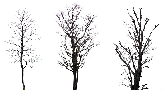 Collection of black tree silhouettes isolated on white background , silhouette of trees.Isolated dead tree on a white background