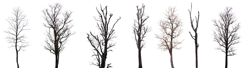 Collection of black tree silhouettes isolated on white background , silhouette of trees.Isolated dead tree on a white background