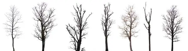 Photo of Collection of black tree silhouettes isolated on white background , silhouette of trees.Isolated dead tree on a white background