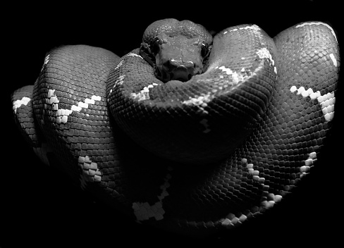 Black and white photograph of a python snake