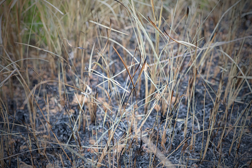 Ash from burning rice fields.rice field was burned after harvest, Background of Burning rice field after harvesting, Air pollution in the rice field in Thailand, Farmer burn it for prepare to grow new one, It is unhealthy.