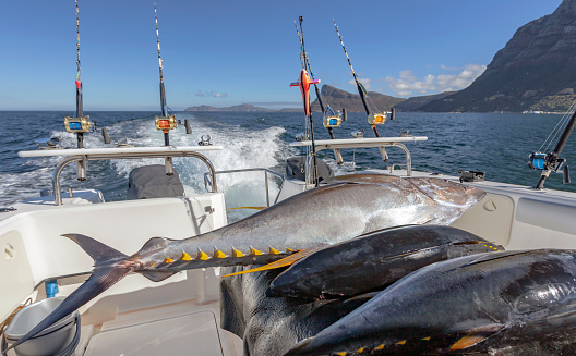 Tuna fish lie on the deck of the yacht after sea fishing. Three carcasses of yellowfin tuna fish on the background of the sea coastline on board  boat.