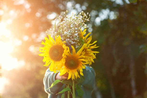 秋の夕日にフィールドのヒマワリの花束で隠れてかわいい子供の男の子。秋のコンセプト。母の日と感謝祭の概念。 - sunflower field flower yellow ストックフォトと画像