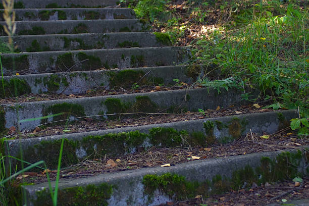istock the mossy steps of an old staircase in a forest park 1335893274