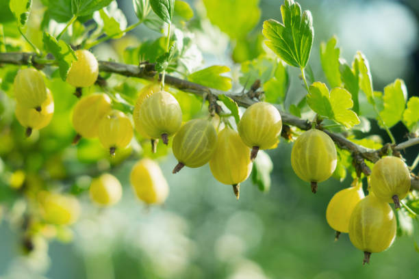 果樹園に熟した黄色緑色のグースベリー(リベス・ウバ・クリスカ)の束を持つ枝 - gooseberry fruit growth green ストックフォトと画像