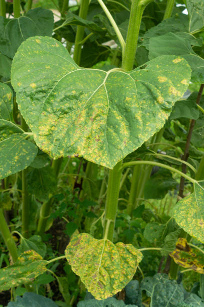 istock Diseased sunflower (Helianthus) leaves in the field 1335893340