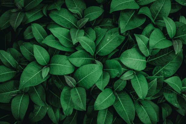 istock abstract green leaf texture, nature background, tropical leaf 1335894069