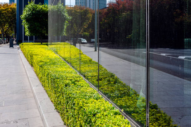 istock Manicured green box hedge reflected in city downtown window 1335894320