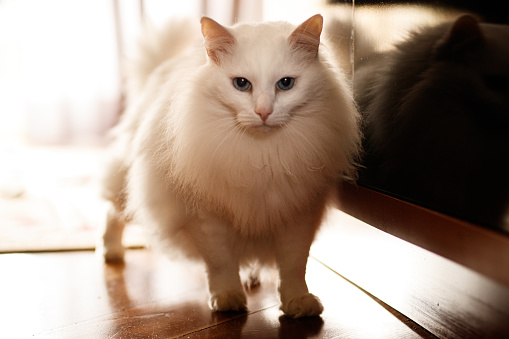 It is a portrait of a pure breed Siberian Cat.