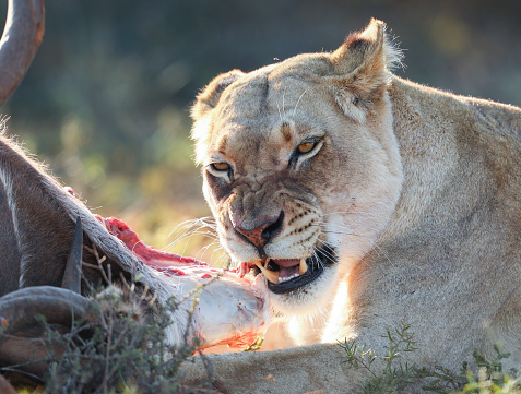 Lioness is licking her cute lion cub in the wild.