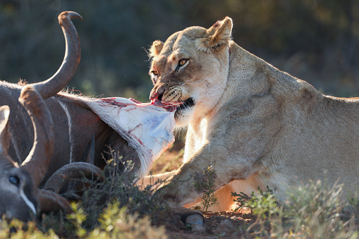 A female lion eating a kudu. The lioness is collared and lives in the Addo National Park in South Africa. The Addo National Park is open for the public and all the animals walk around free in the wild park.