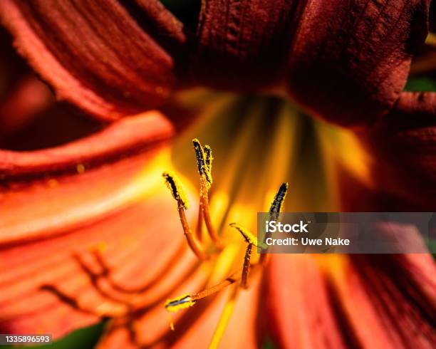 Close Up Of A Fire Lily Blossom Stock Photo - Download Image Now - Beauty, Color Image, Germany