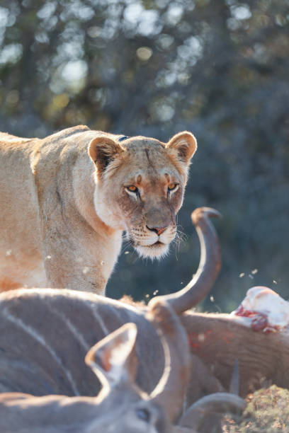 istock A female lion eating a kudu. 1335896612