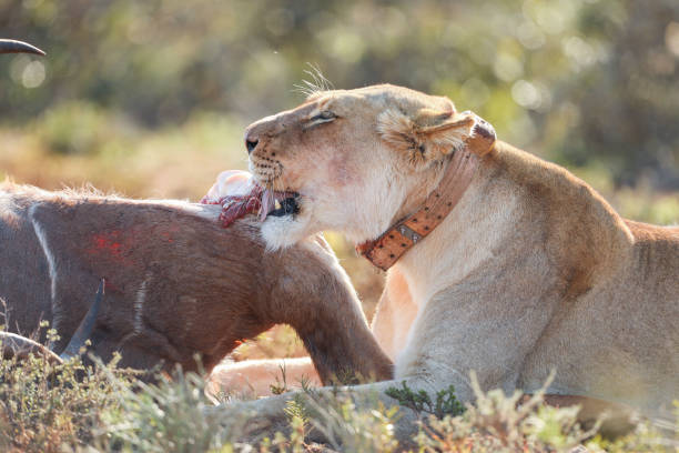 istock A female lion eating a kudu. 1335896702