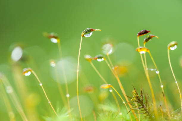 Close-up pure raindrops and dew on green moss in a tropical rainforest, bright green blurred natural in the background. Drinks, environment concepts. Selective focus.