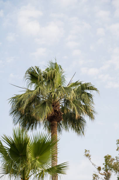 istock Palm trees with blue cloudy sky on background. Nature background. Athens, 1335896887