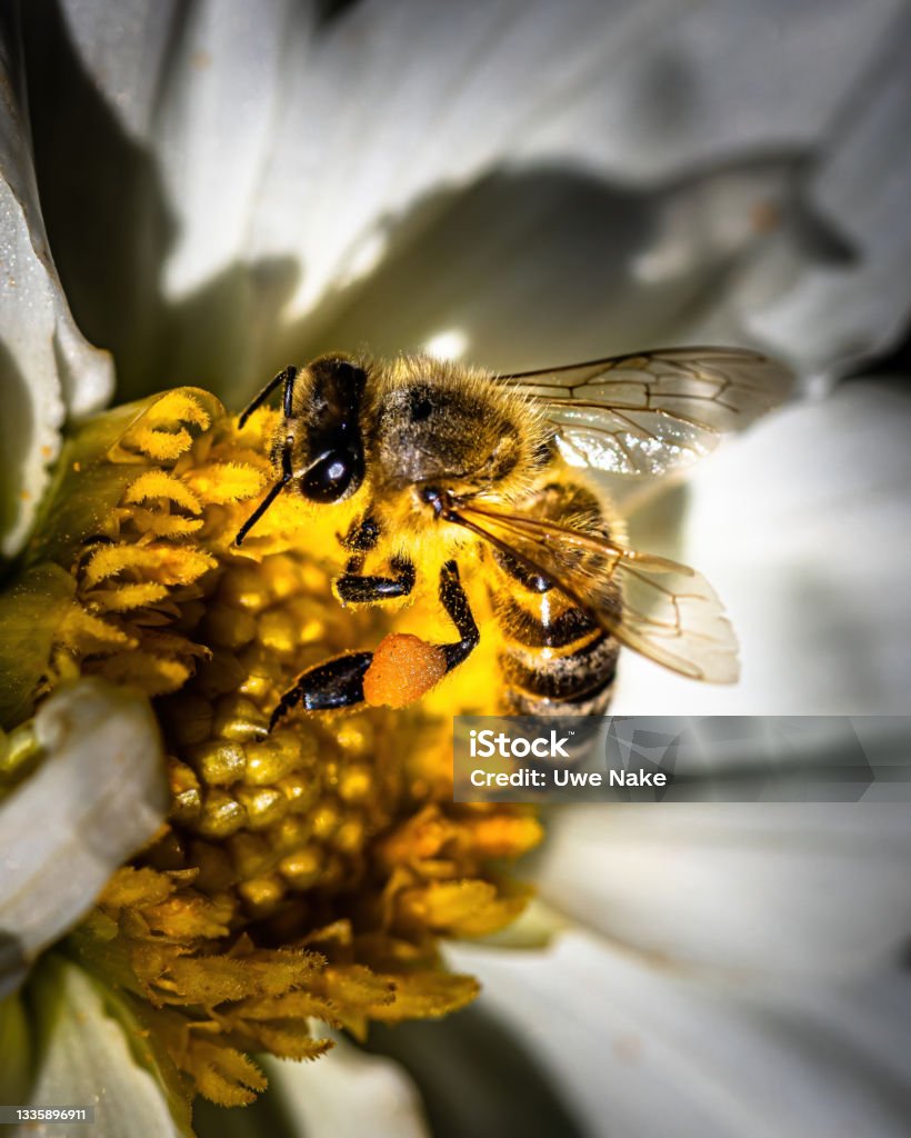a wild bee om a white flower Animal Stock Photo