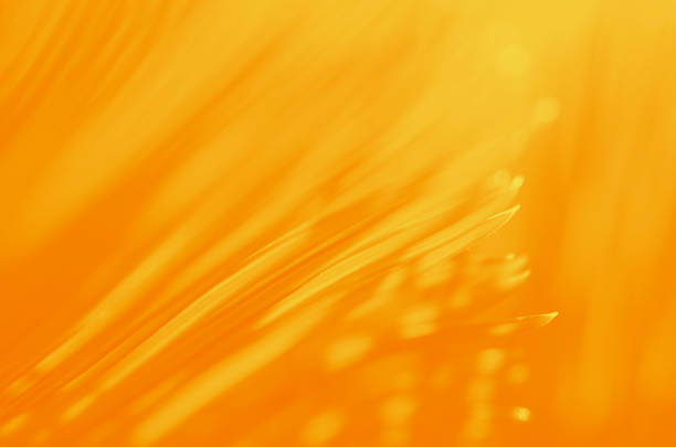 palm leaf autumn abstract summer cycad tropical sunlight background orange yellow foliate floral pattern golden striped light shadow illuminated texture close-up selective soft focus macro photography - leaf leaf vein nature green zdjęcia i obrazy z banku zdjęć