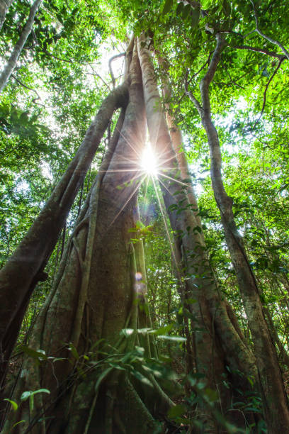istock Bottom view of a large banyan tree at sunrise. 1335897083