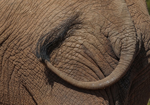 A close up of an elephant tail. The tail is swotting away flies.
