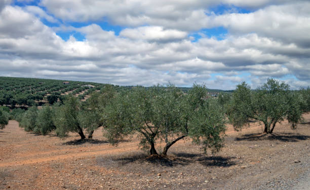 Olive trees Olive trees in Despeñaperros national park in the south of Spain. jaen stock pictures, royalty-free photos & images