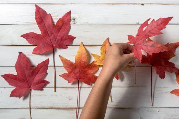 istock Child making crafts with maple leaves with autumn colors on a white wooden background 1335898310