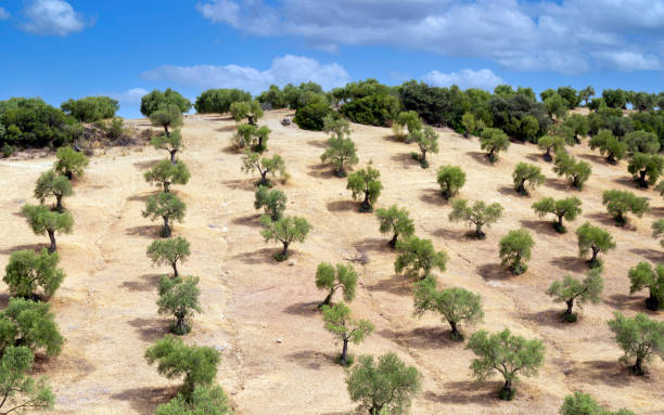 Andalusian agriculture Olive trees of Olvera in the south of Spain. Its situated in La Via verde between Olvera and Puerto Serrano grazalema stock pictures, royalty-free photos & images