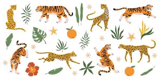 熱帯植物を持つトラ、ヒョウ、ジャガー。野生動物、ヤシは花や果物、サファリ捕食者、猫の家族を残します。サファリと動物園の哺乳類。デコル要素ベクトル分離セット - animal cartoon zoo safari点のイラスト素材／クリップアート素材／マンガ素材／アイコン素材
