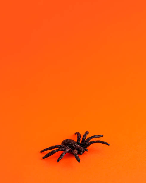 istock One small black horror spider on orange backdrop with copy space. Halloween decoration spooky background concept for holidays. 1335902580