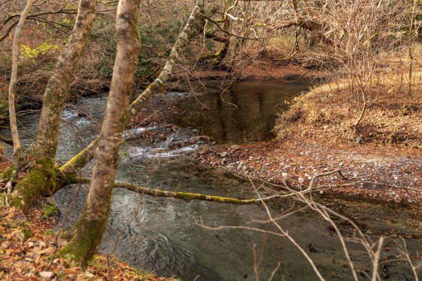istock Japanese famous water Oike springs 1335903130