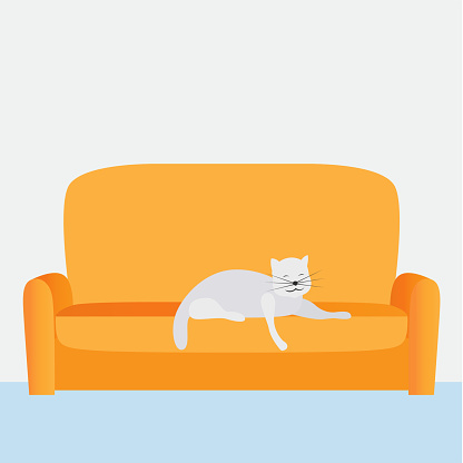 A cute cat lying on a sofa at home
