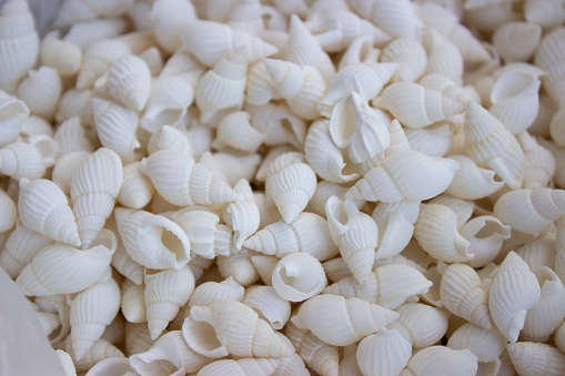 Shells nassarius white. Small white, spiral-shaped seashells lie loose. A beautiful mollusk with a textured shell.