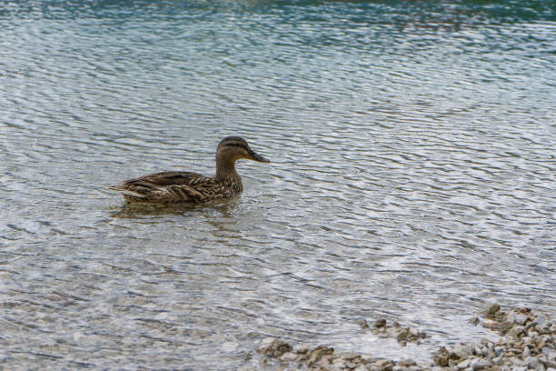 Anas platyrhynchos bird in the water