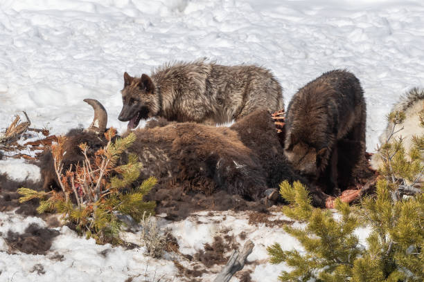 Grey (or gray) wolves on bison (buffalo) carcass on snow covered hill.  This wolf is a large canine native to Eurasia and North America. The wolf is the largest extant member of the family Canidae, males average 88 lbs. and females average 82 lbs. The grey wolf can be various colors.  The banded fur is usually mottled white, brown, gray, and black. This was near Tower junction in Yellowstone National Park between Gardiner and Cooke City Montana. Larger nearby cities are Bozeman and Billings, Montana. John Morrison Photographer