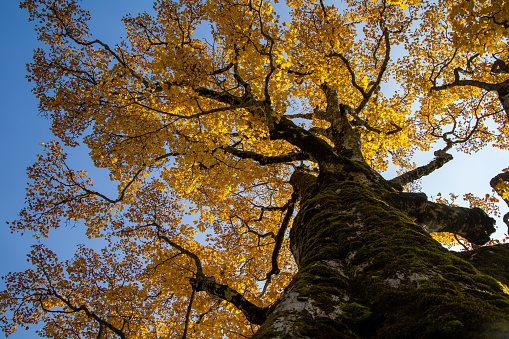 Looking up a maple tree with fall foliage