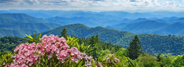 A panoramic view of the Smoky Mountains with blooming flowers. stock photo