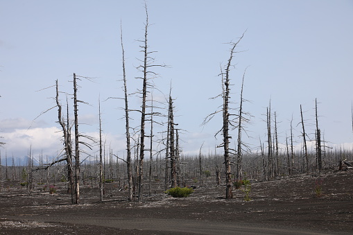 Dead Forest of Tolbachik, Kamchatka peninsula, Russia
