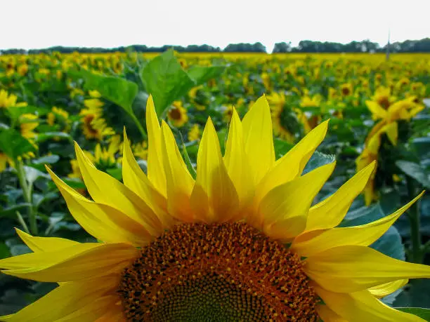 Close up Sunflowers in field