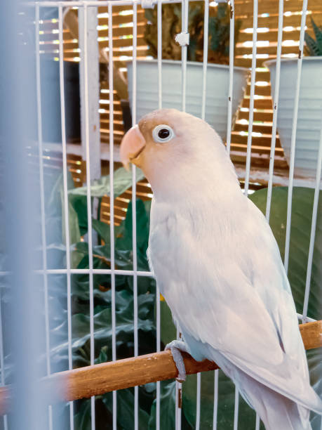 istock Fischer's Glasses Lovebird. 1335908447