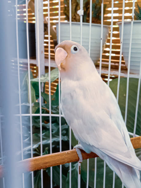 istock Fischer's Glasses Lovebird. 1335908456