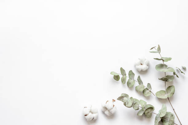 istock Layout floral pattern with eucalyptus branches and cotton flowers 1335910593