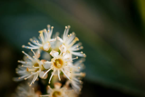 istock A color image of a flower in blossom 1335912996