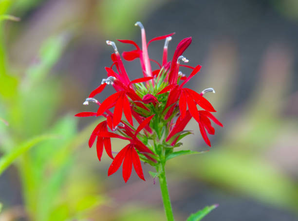 istock Beautiful red wildflower-Howard County, Indiana 1335913136