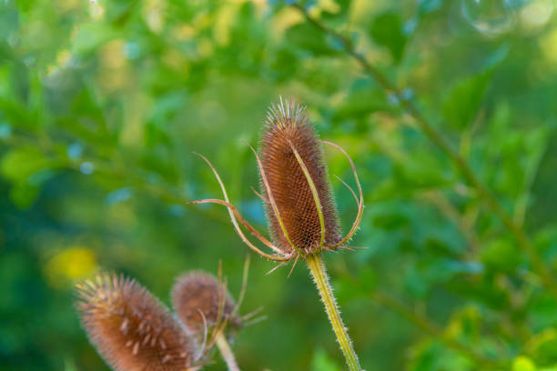 Bottle Brush Teasel-Howard County, Indiana