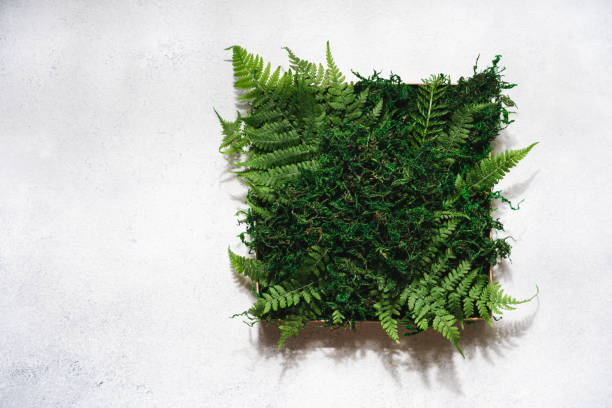 istock Frame with green moss and fern 1335914631