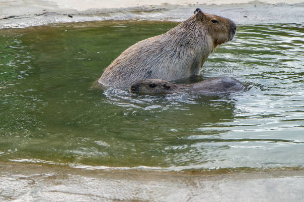 istock Two capybaaras swim in the pond. 1335915216