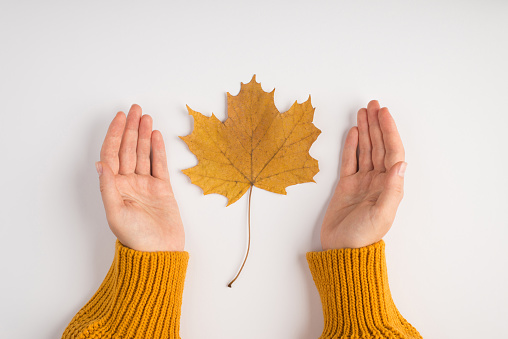 First person top view photo of female hands in yellow pullover showing yellow autumn maple leaf on isolated white background