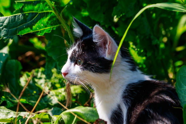 istock Cute kitten in green grass on a meadow 1335916473